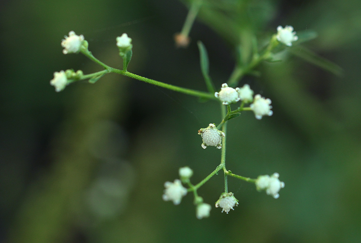 Parthenium hysterophorus
