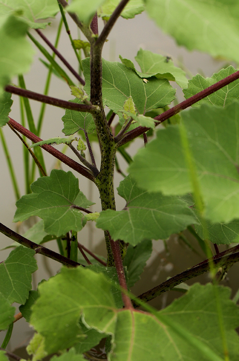Xanthium strumarium Xanthium strumarium