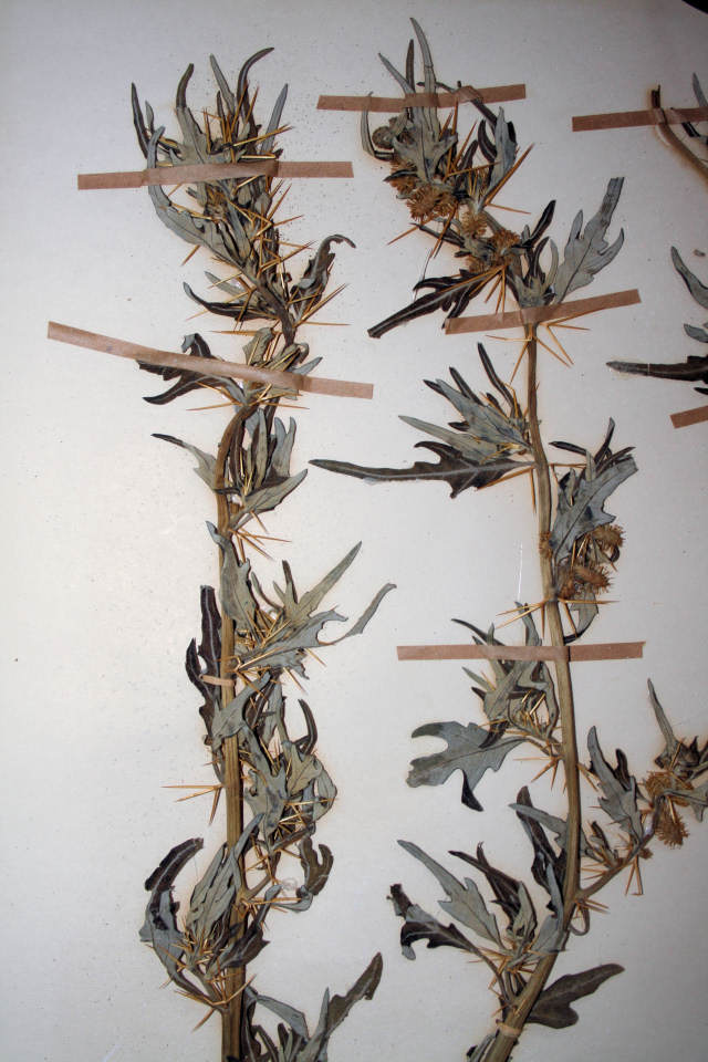 Xanthium spinosum