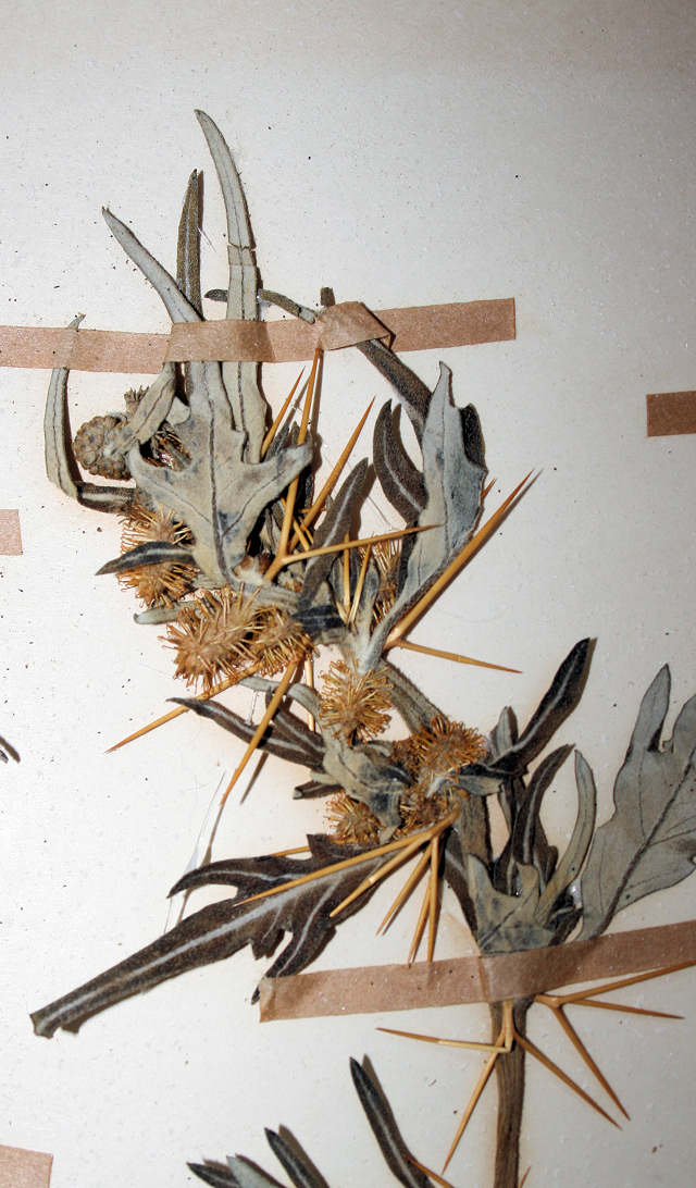 Xanthium spinosum Xanthium spinosum