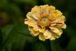 Zinnia peruviana