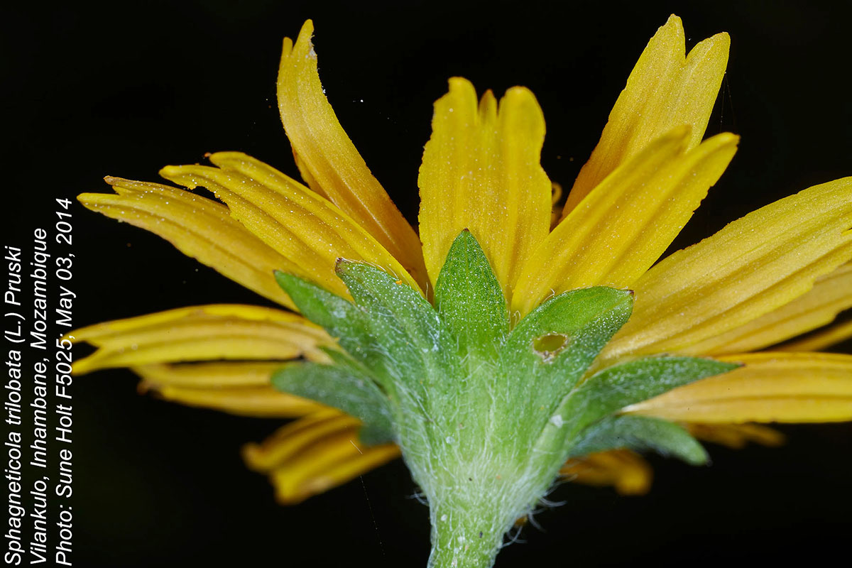 Sphagneticola trilobata