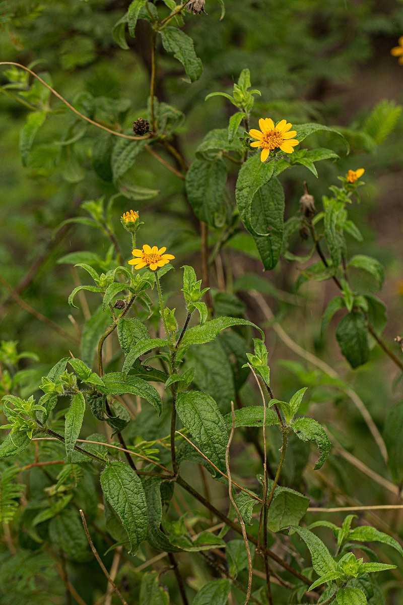 Aspilia mossambicensis