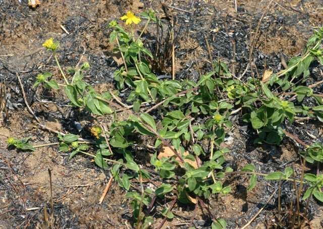 Aspilia pluriseta subsp. pluriseta