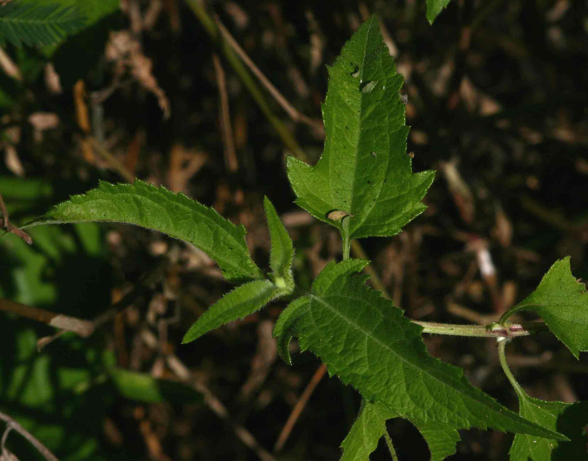 Lipotriche scandens subsp. madagascariensis