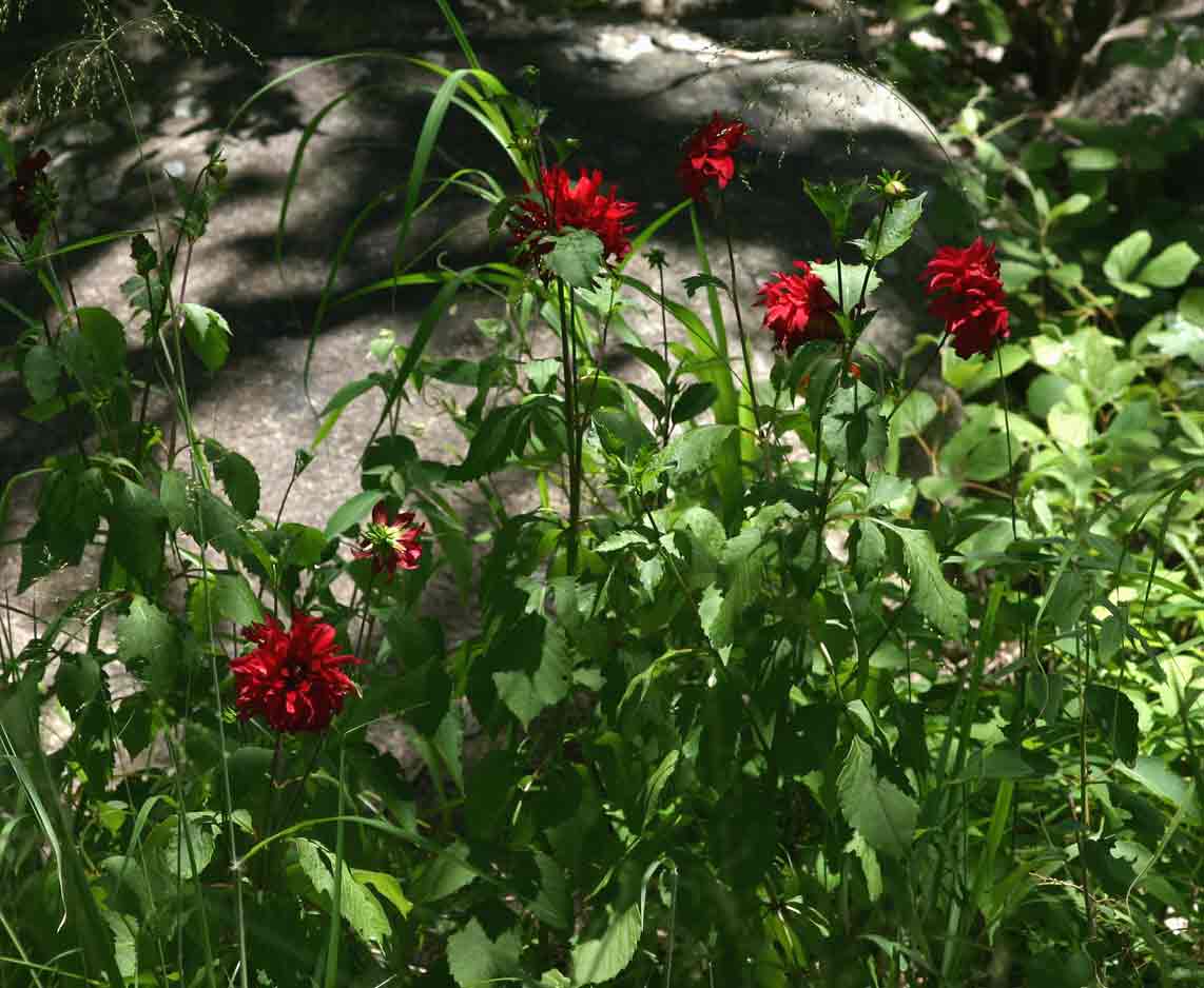 Dahlia sp. (cultivar)