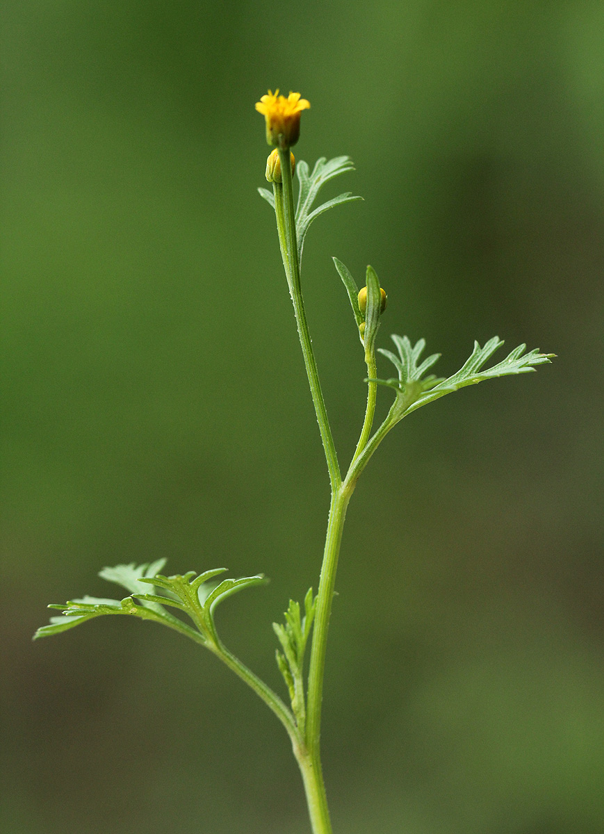 Chrysanthellum indicum subsp. afro-americanum