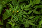 Bidens biternata