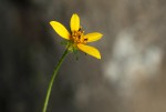 Bidens schimperi