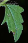 Tridax procumbens