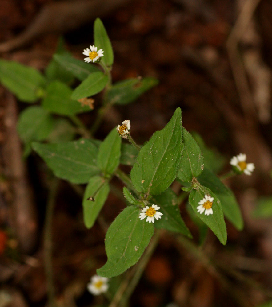 Galinsoga quadriradiata