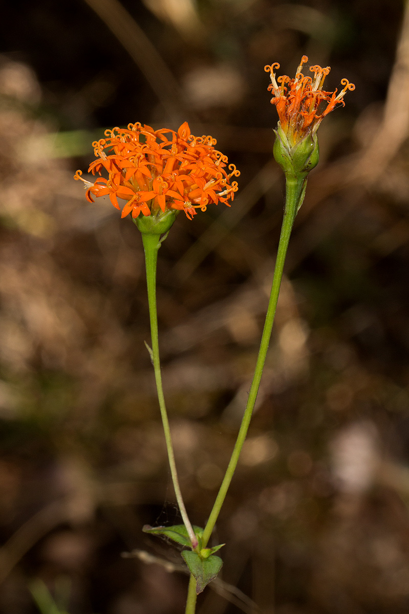 Hypericophyllum compositarum