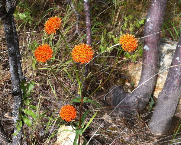 Hypericophyllum compositarum