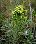 Tagetes minuta