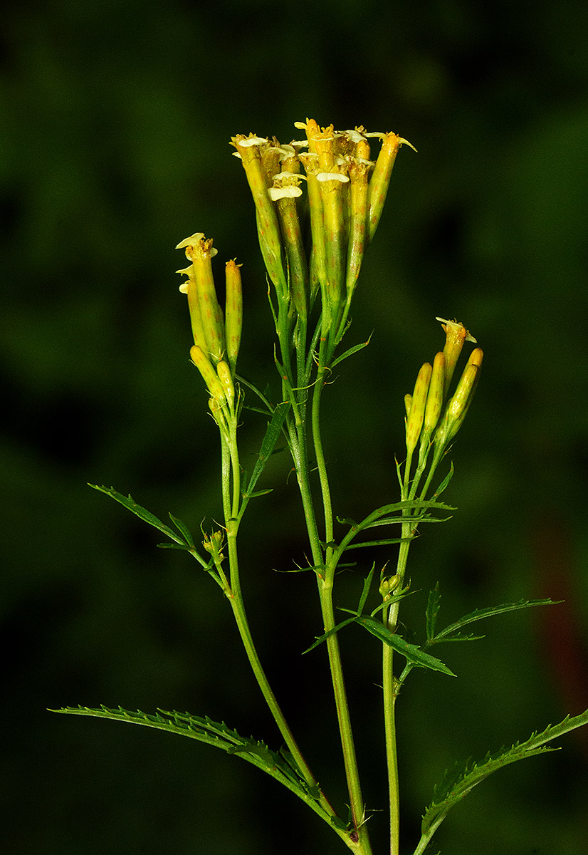 Flora Of Zimbabwe Species Information Individual Images Tagetes Minuta