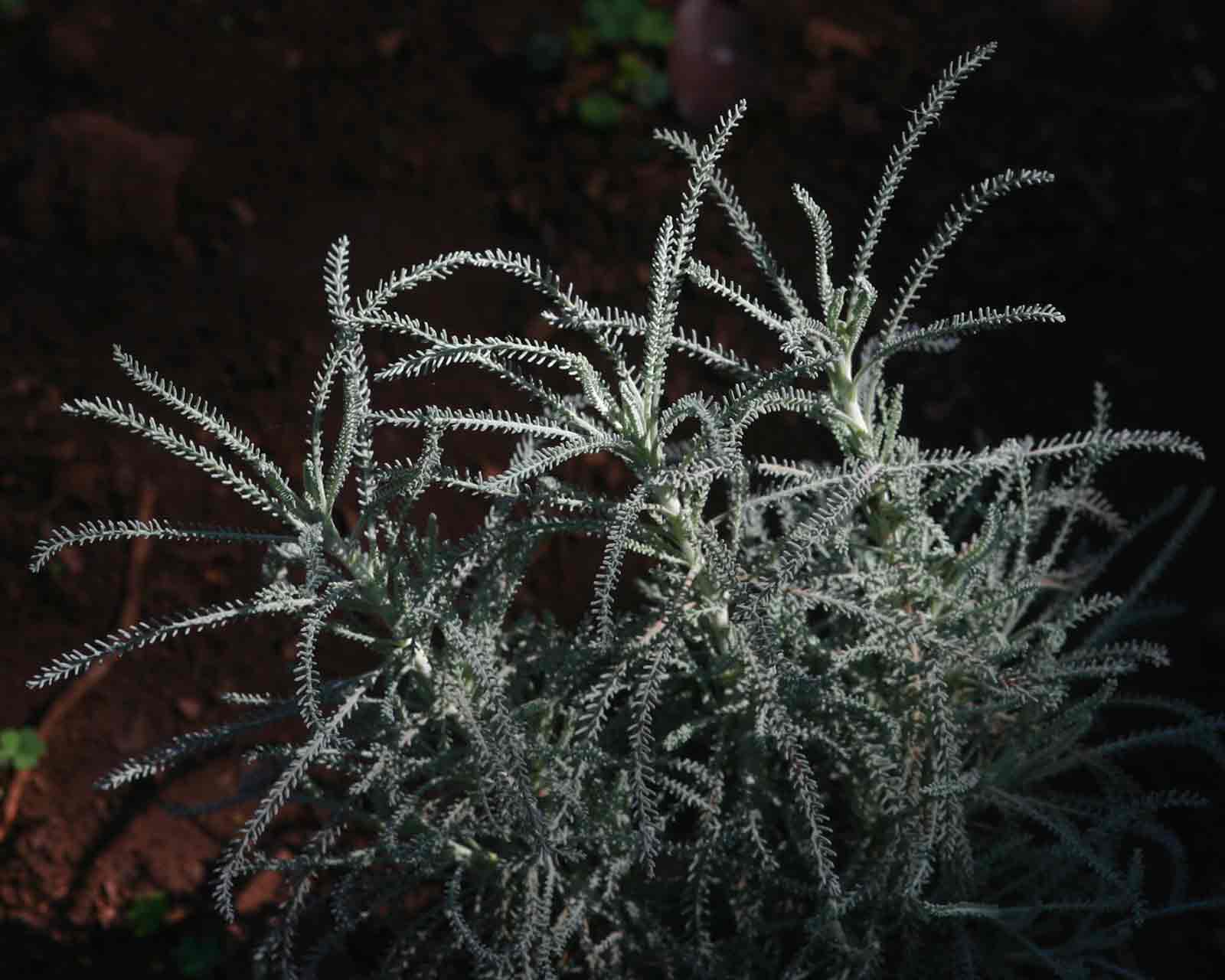 Santolina chamaecyparissus Santolina chamaecyparissus