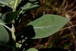 Lopholaena brickellioides