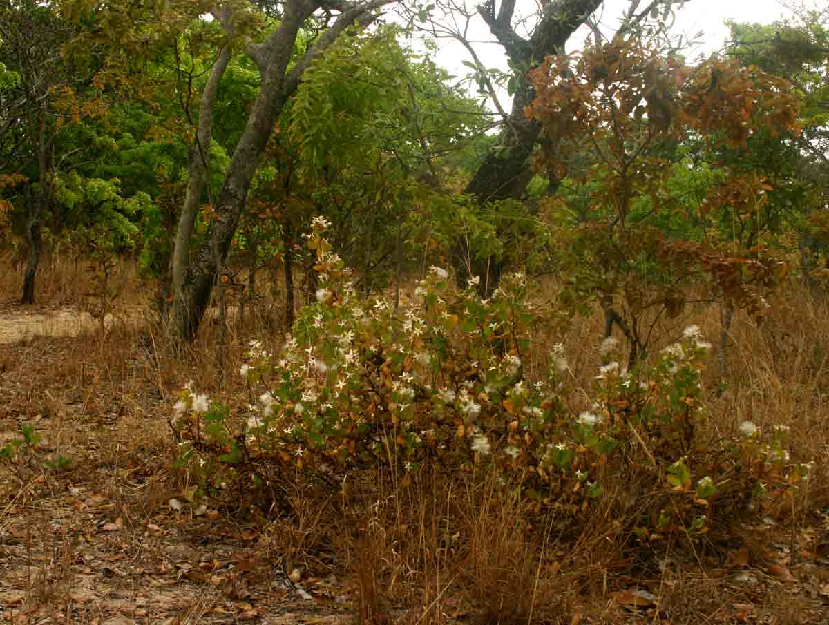Lopholaena coriifolia