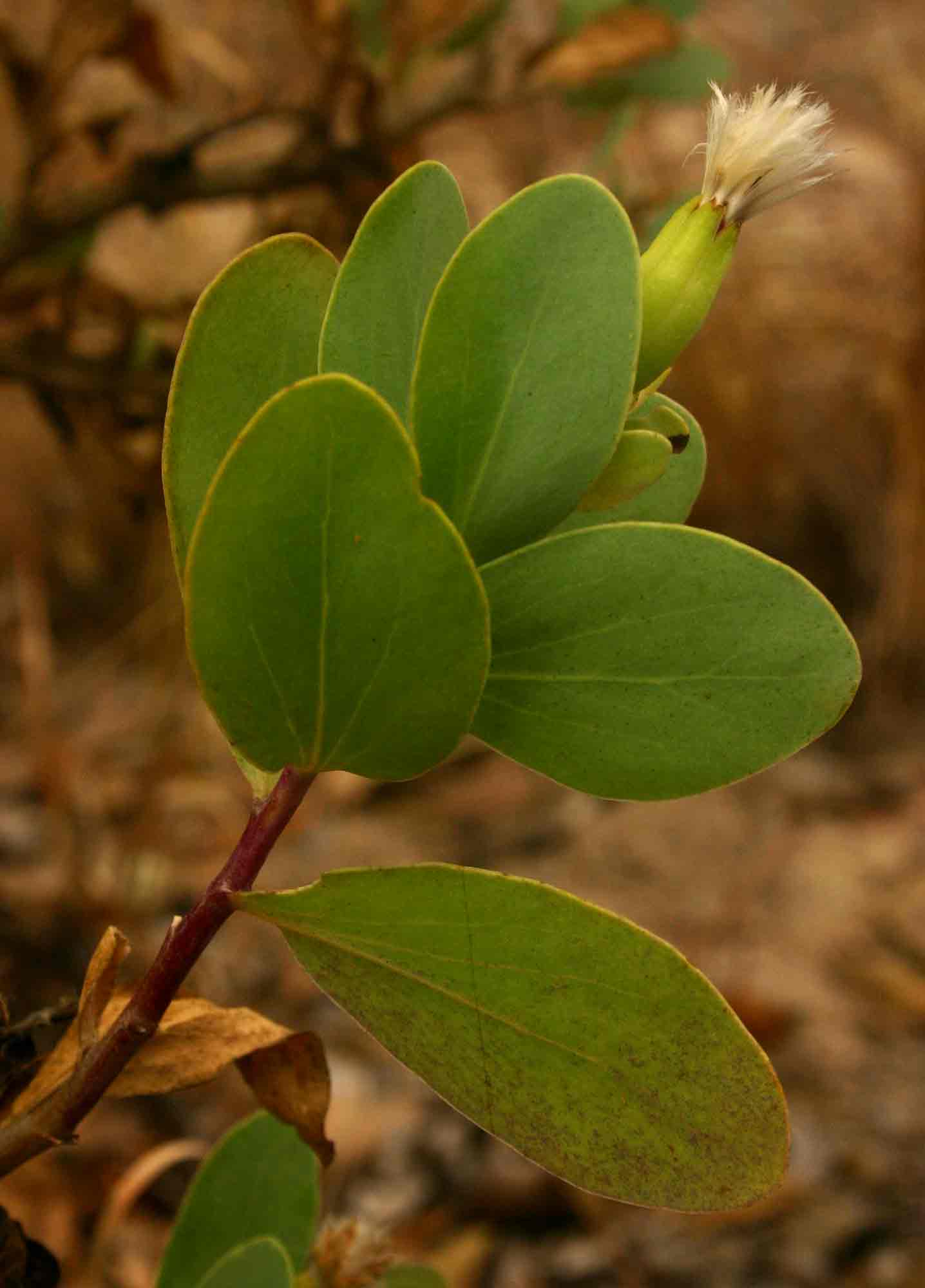 Lopholaena coriifolia