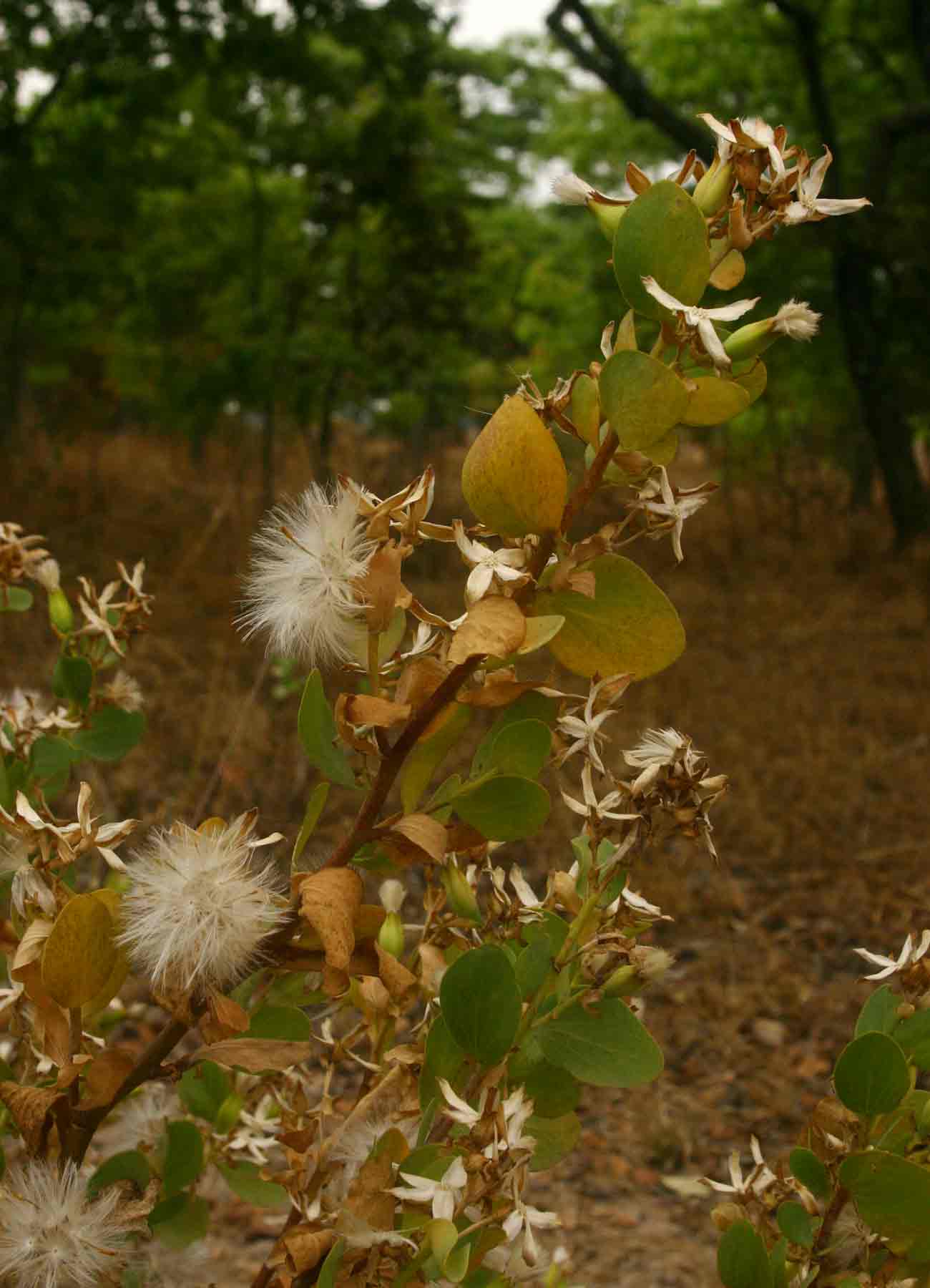 Lopholaena coriifolia Lopholaena coriifolia
