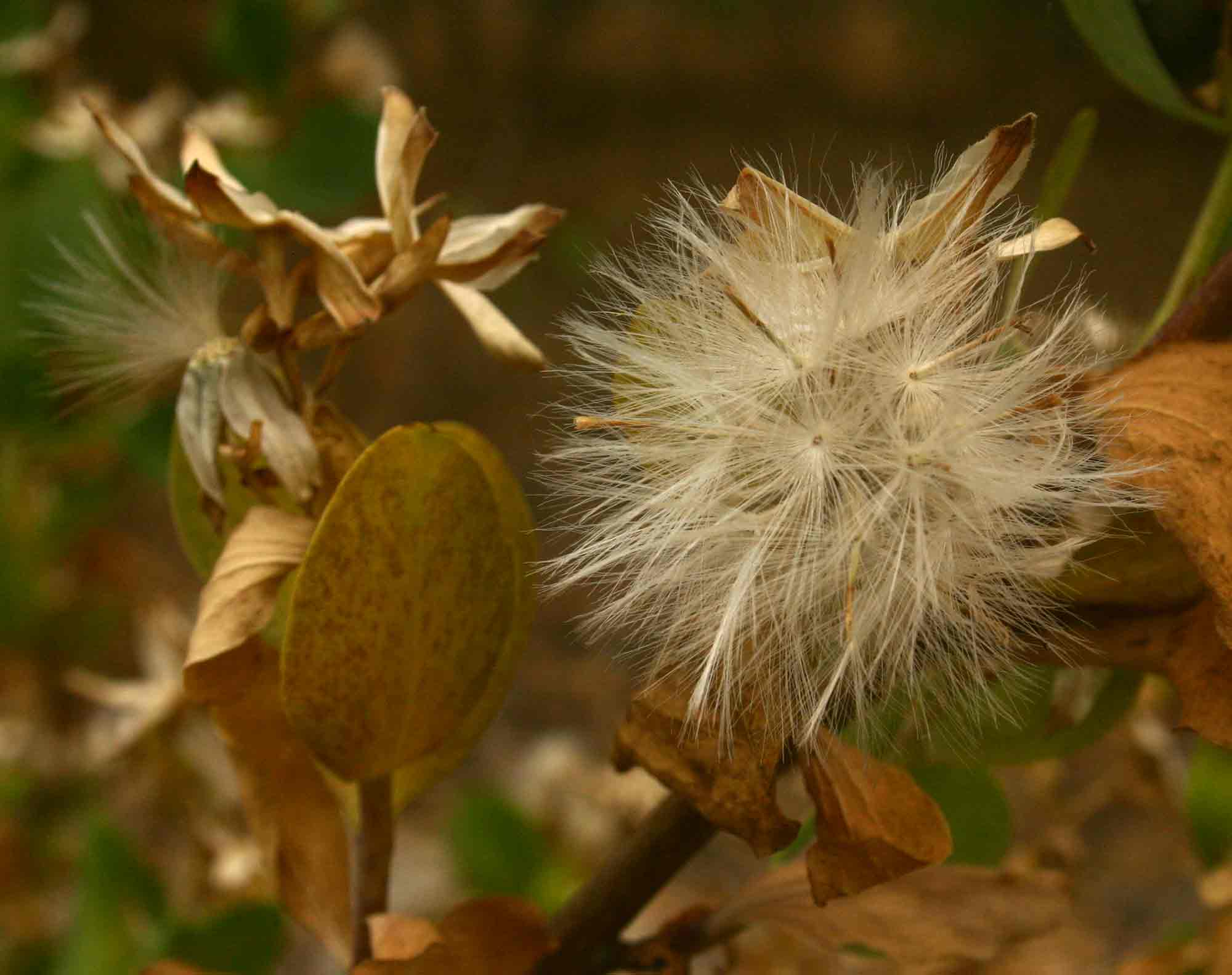 Lopholaena coriifolia