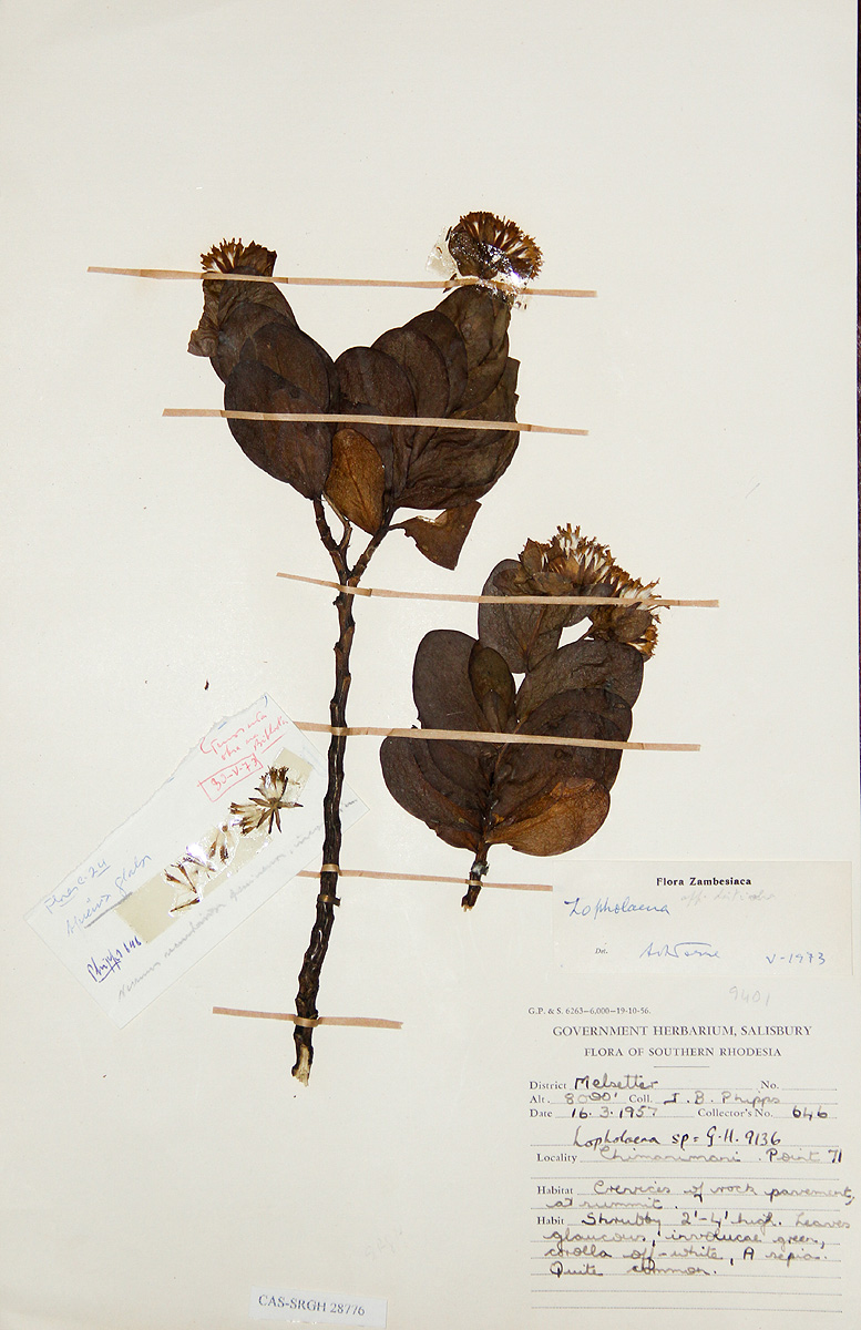 Lopholaena sp.no.1