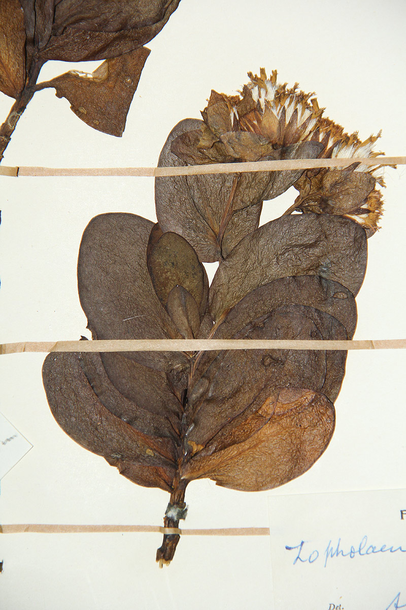 Lopholaena sp.no.1