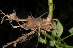 Solanecio angulatus