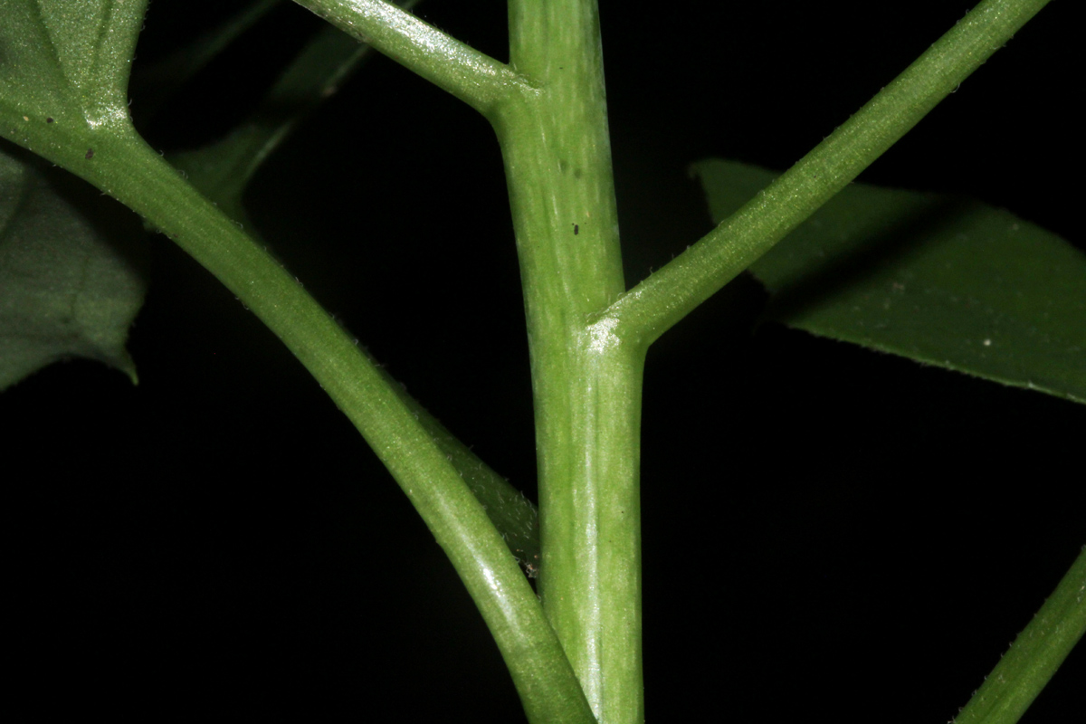 Solanecio angulatus