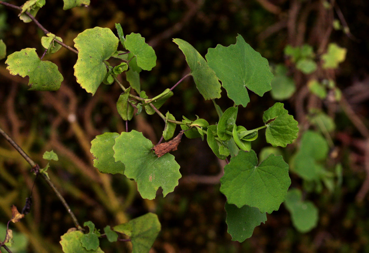 Senecio auriculatissimus