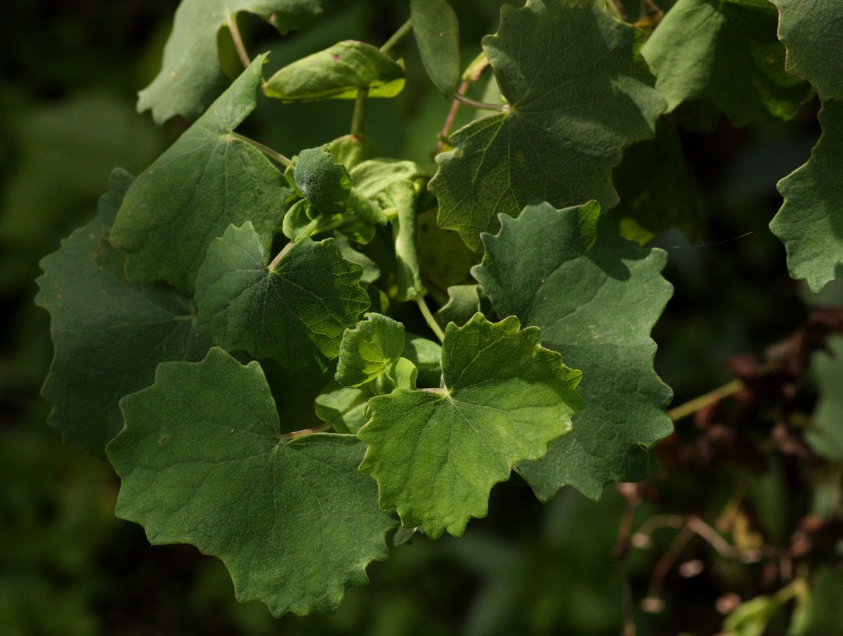 Senecio auriculatissimus