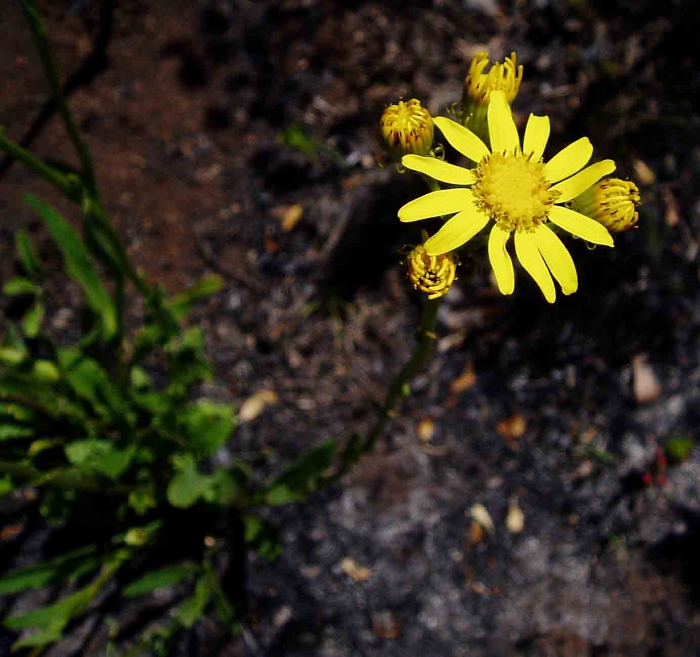 Senecio conrathii