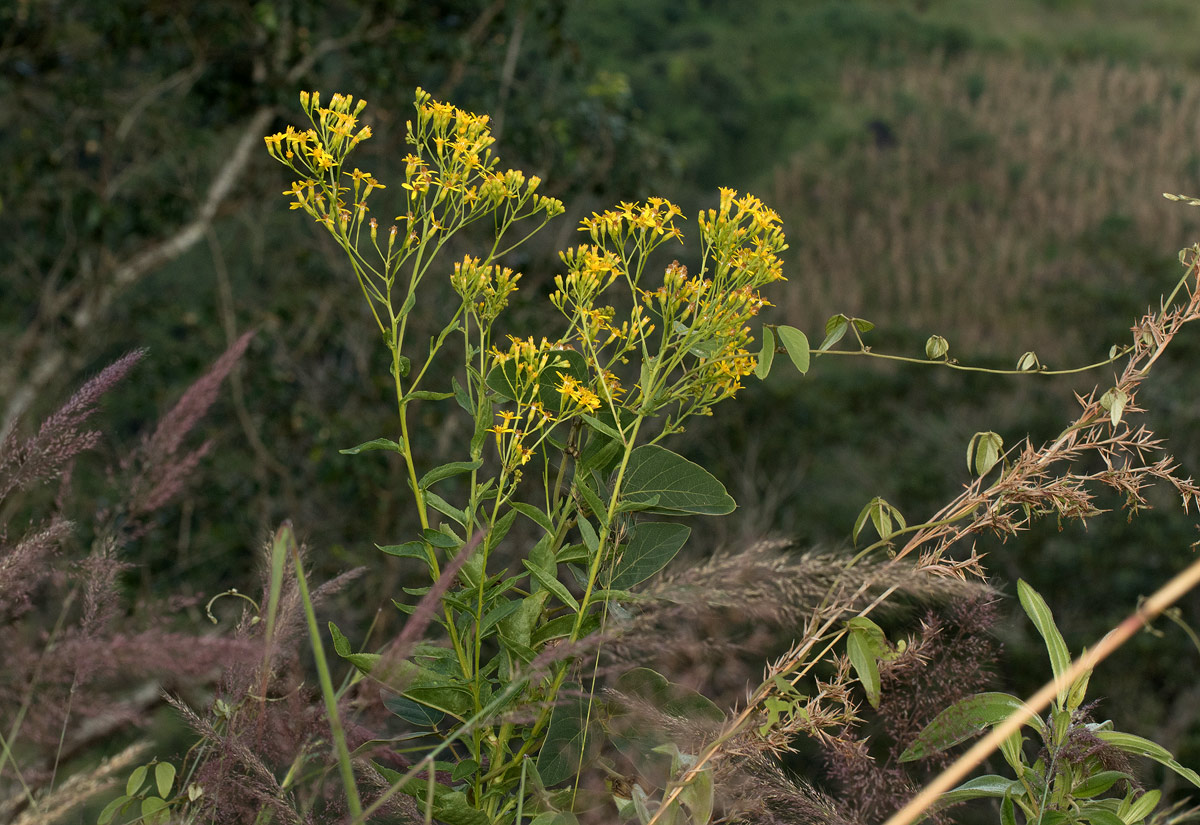 Senecio inornatus