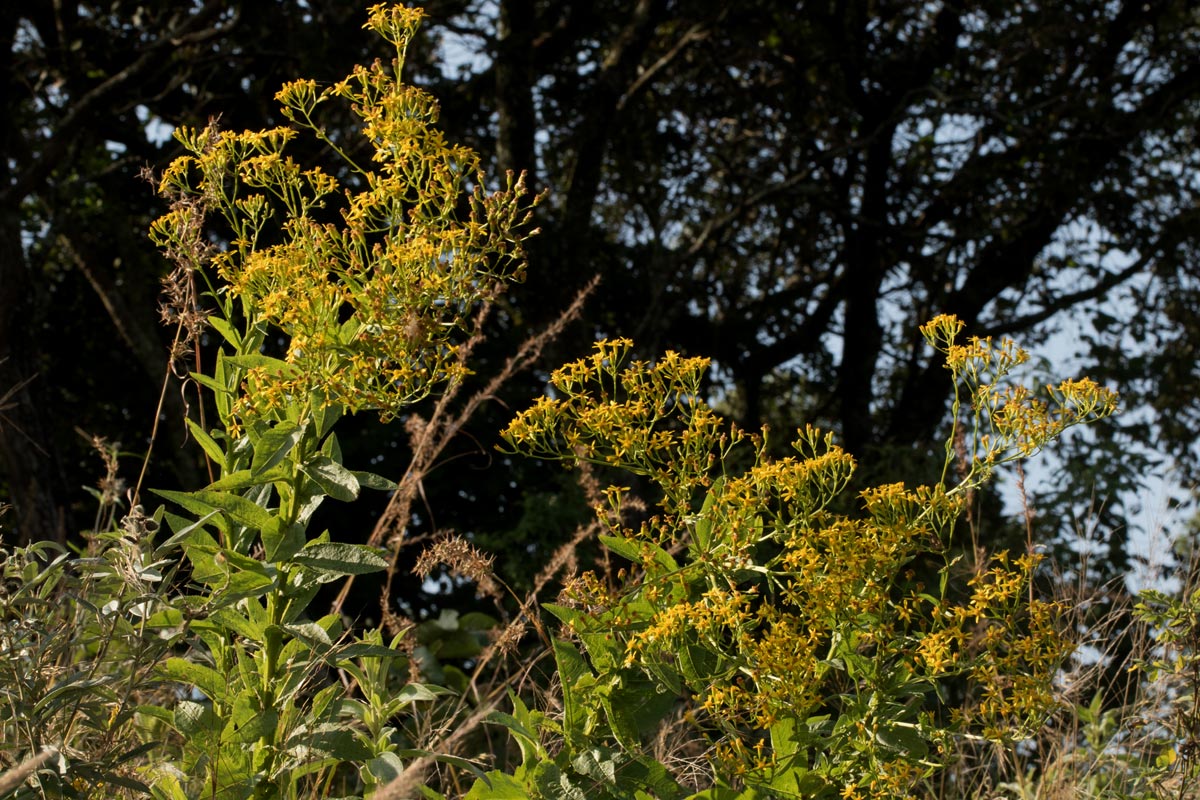 Senecio inornatus