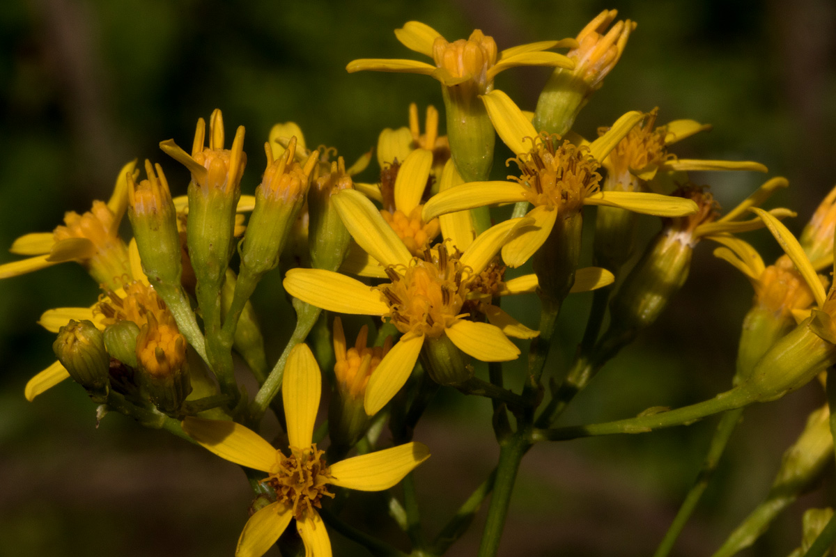 Senecio inornatus Senecio inornatus