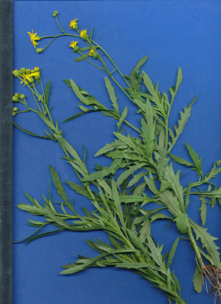 Senecio madagascariensis