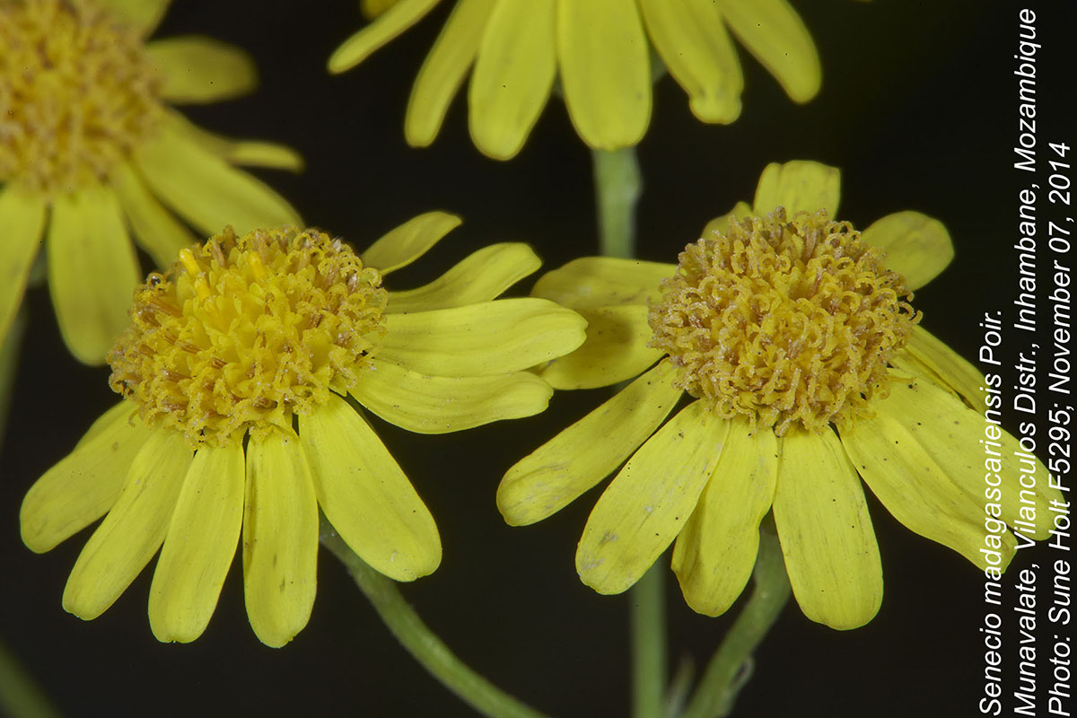 Senecio madagascariensis
