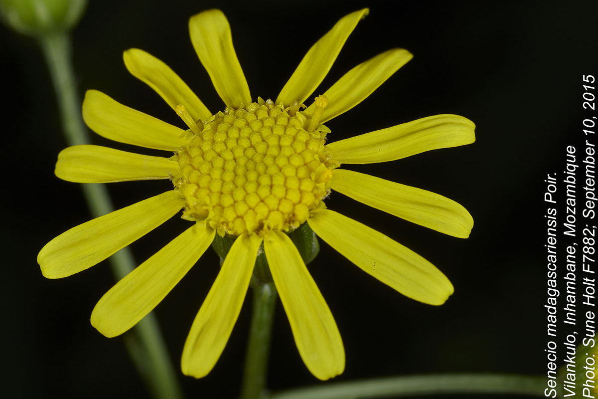 Senecio madagascariensis
