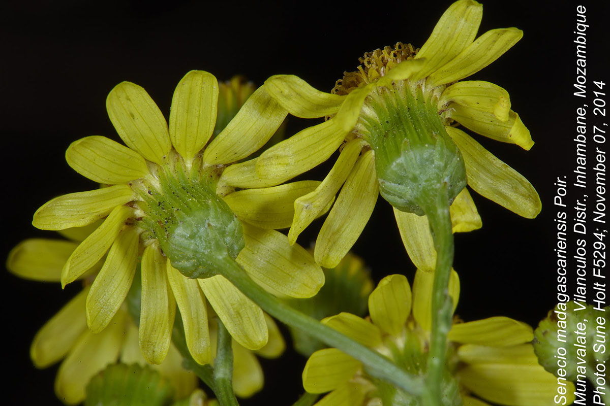 Senecio madagascariensis
