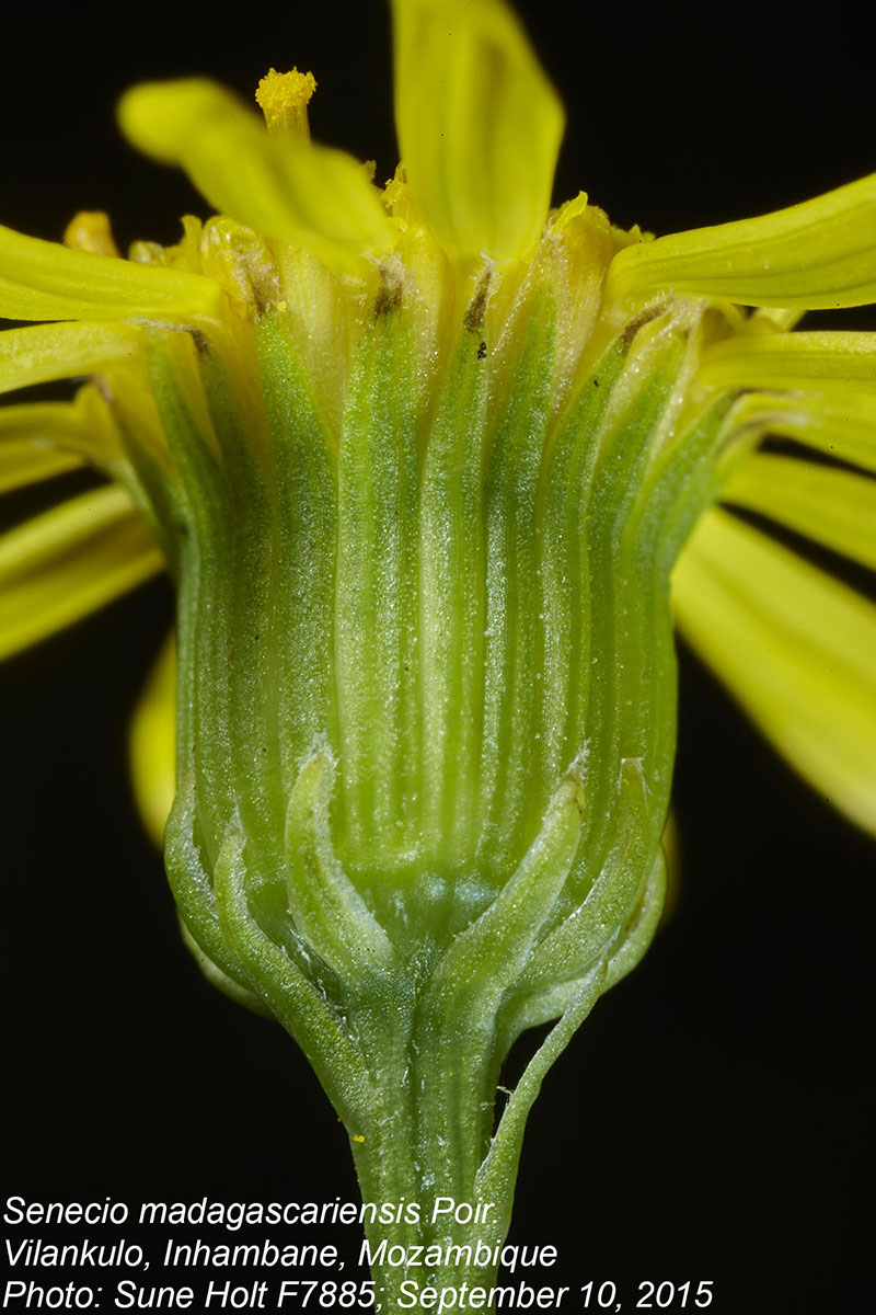 Senecio madagascariensis