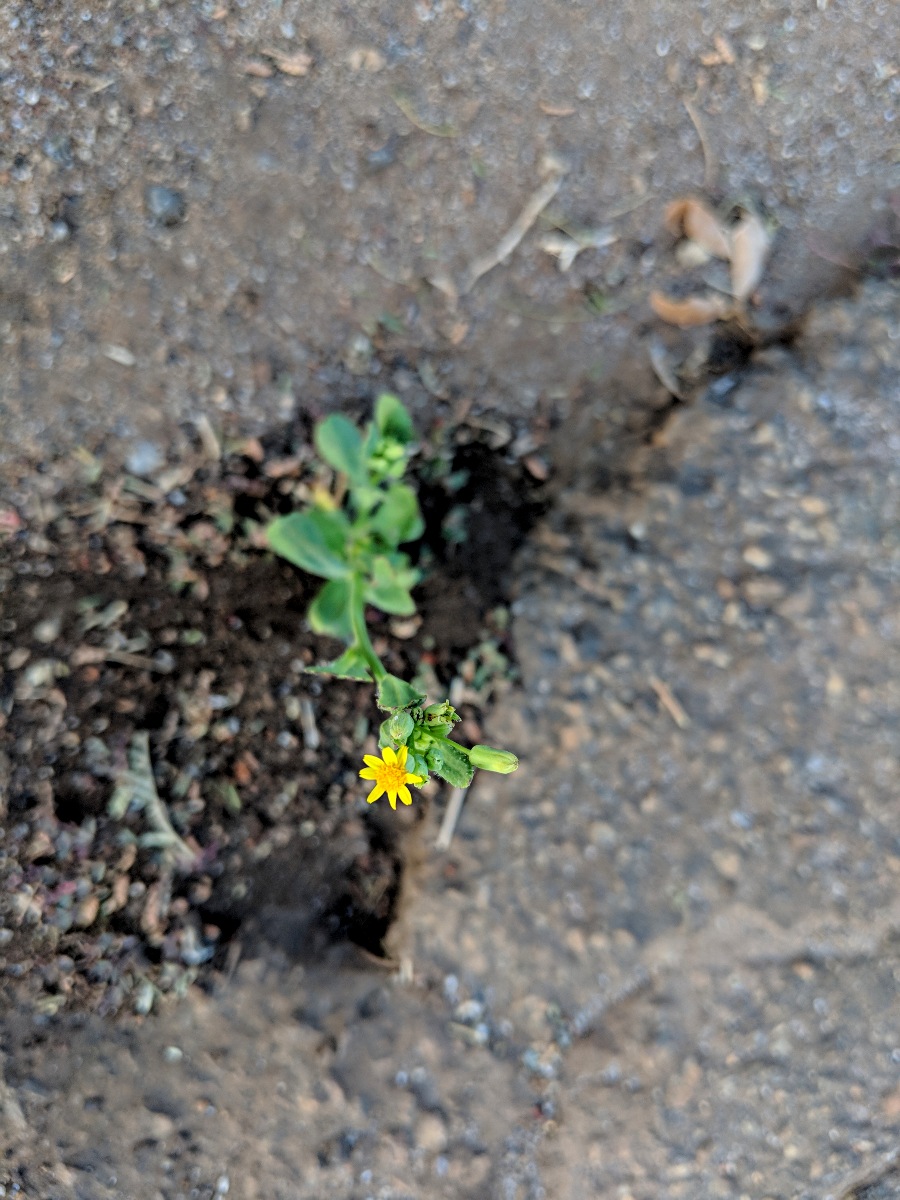 Emilia abyssinica var. abyssinica