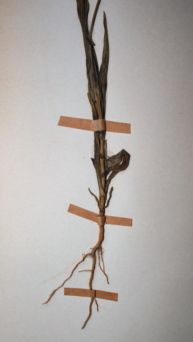 Emilia schinzii Emilia schinzii