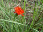 Emilia coccinea