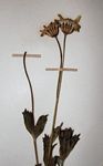 Emilia discifolia