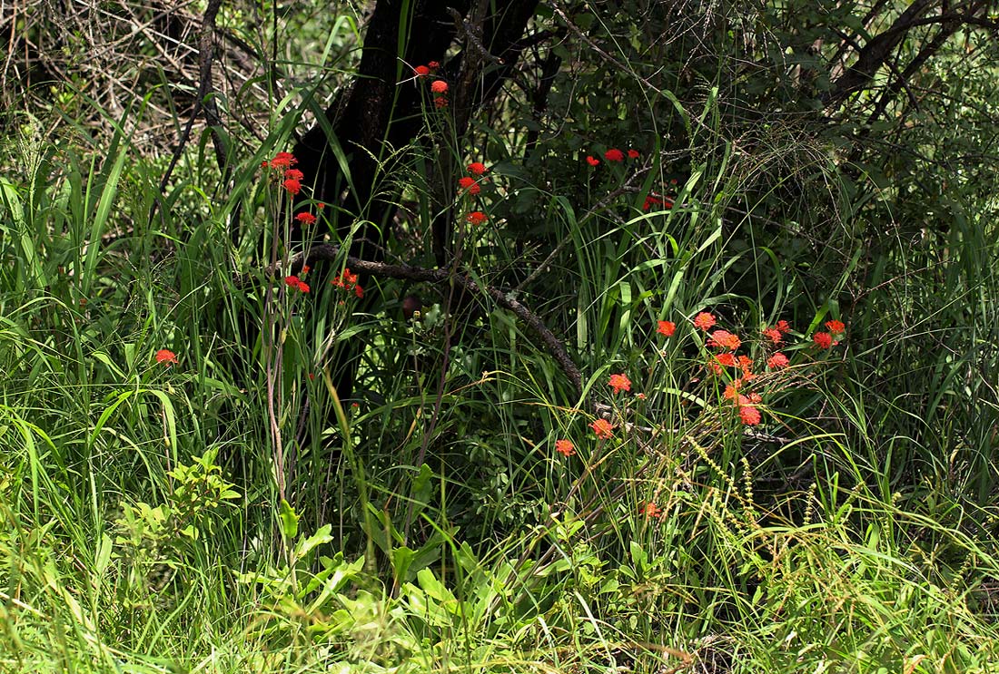 Kleinia fulgens Kleinia fulgens