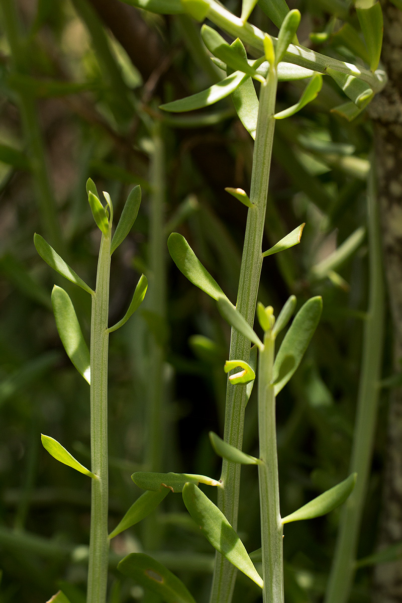 Kleinia longiflora Kleinia longiflora