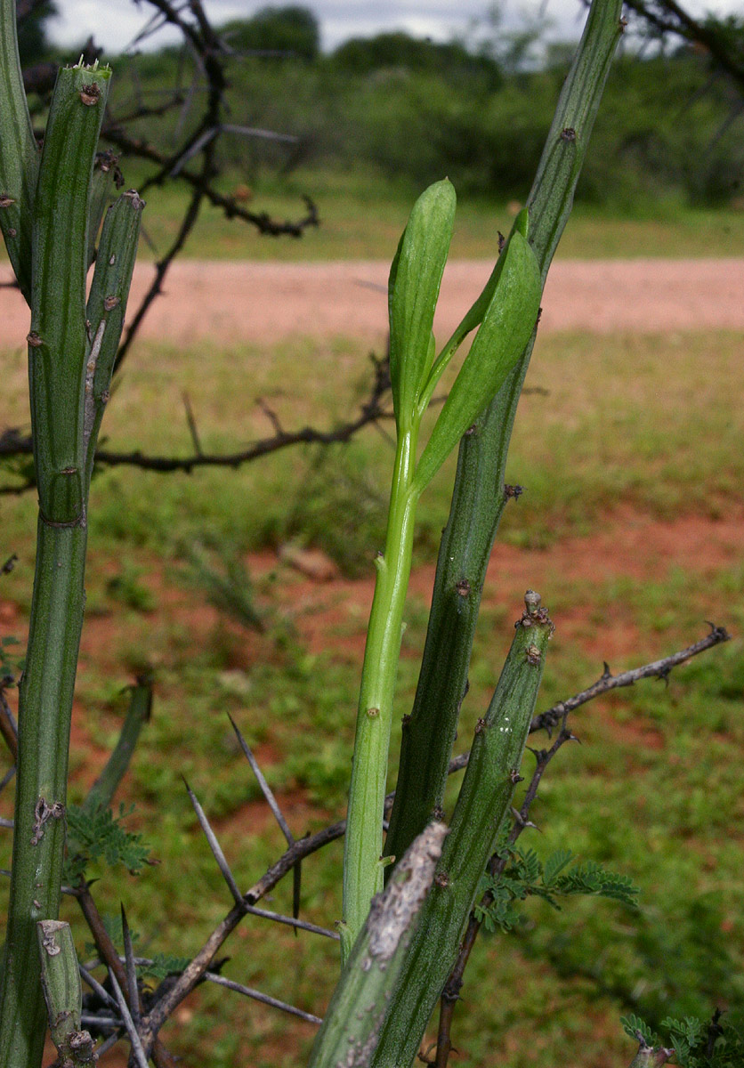 Kleinia longiflora Kleinia longiflora