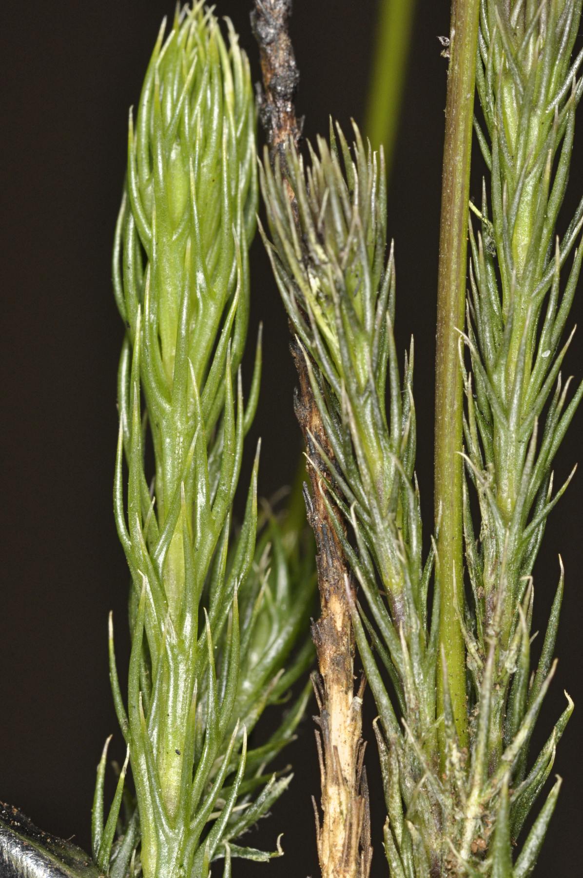 Euryops transvaalensis subsp. setilobus