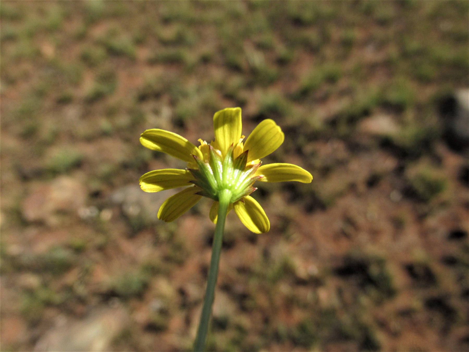 Euryops transvaalensis subsp. setilobus