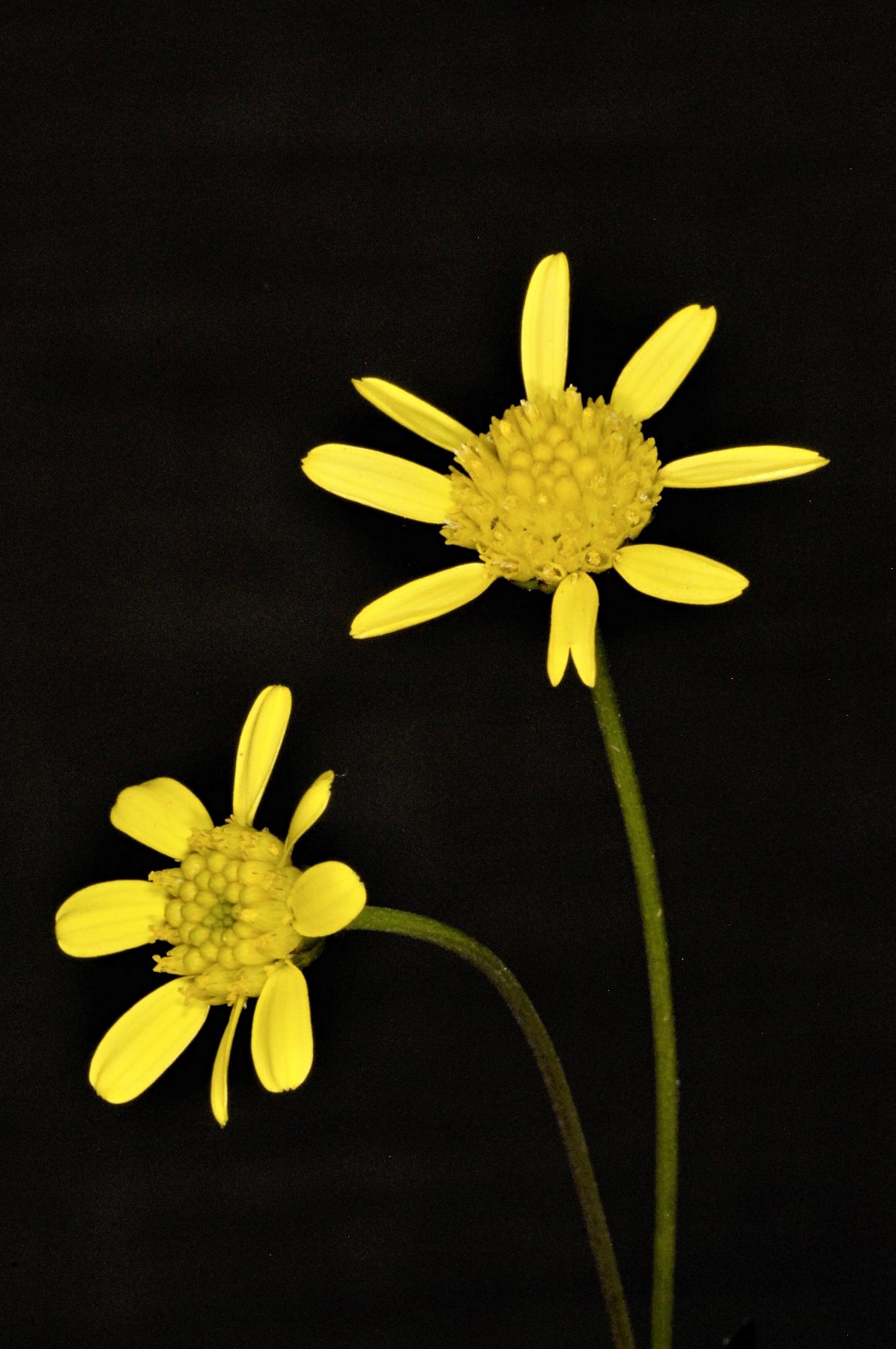 Euryops transvaalensis subsp. setilobus